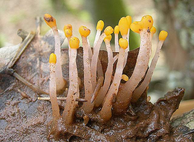 La  Flora  micologica  Alsaziana